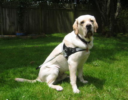 哪里能买到导盲犬 正规的导盲犬是不能买卖的