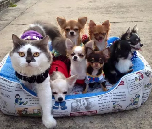 一群狗里面的猫老大