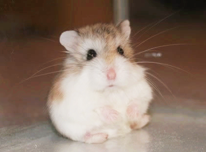 呜呜........我迷路了！