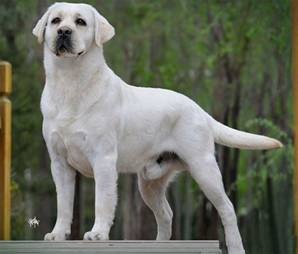 拉布拉多导盲犬多少钱一只 品质影响该犬价格