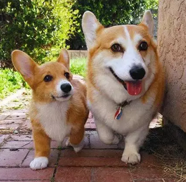 这一看就是亲生汪