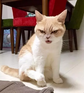 全身充满杀气的喵