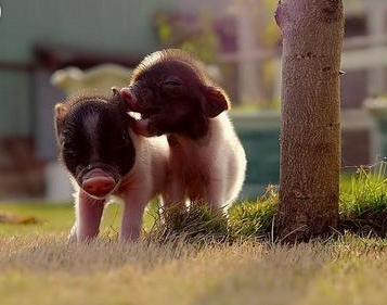 又一对秀恩爱的