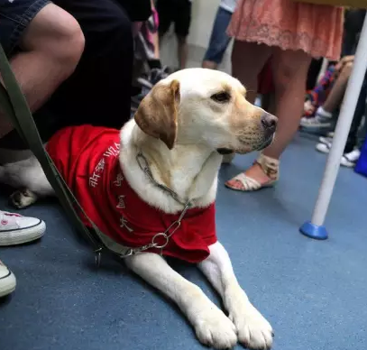导盲犬能卖多少钱 训练有素的导盲犬价格较高