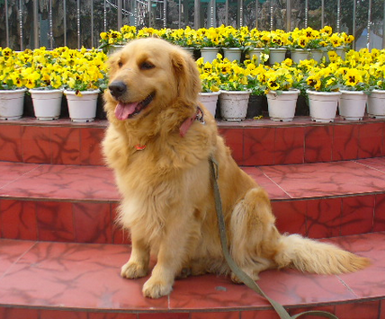 金毛是不是导盲犬 金毛比较适合作为导盲犬