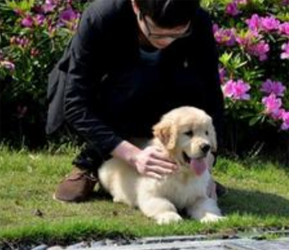 训练好的导盲犬价格 导盲犬价格较昂贵