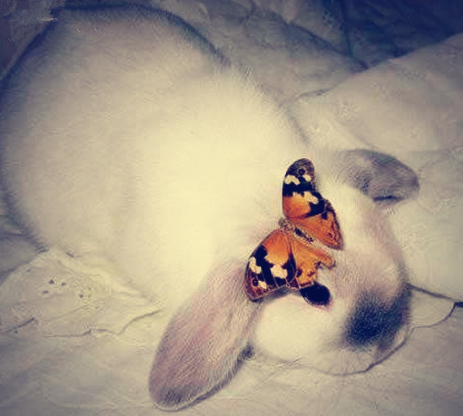 这就是招蜂引蝶？