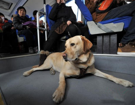 养导盲犬注意什么 要提高营养全面的食物