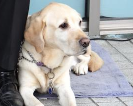 为什么导盲犬都是拉布拉多 该犬聪明服从性高