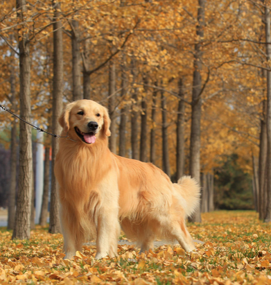 什么狗适合做导盲犬 要求狗神经类型为安静型