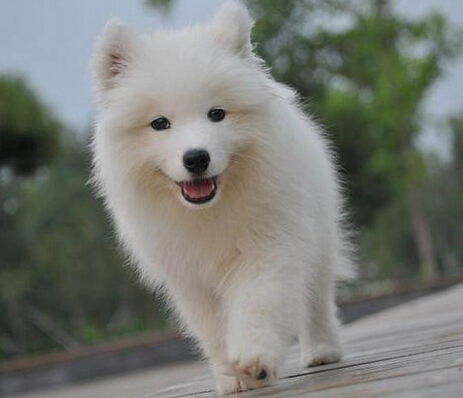 幼犬狗粮哪个牌子好 小狗饲养要讲究方法