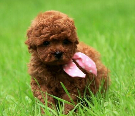 泰迪幼犬吃什么狗粮最好 天然粮负担更小