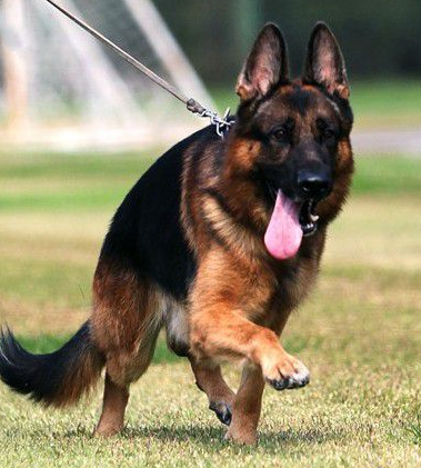 什么狗适合做导盲犬 要求狗神经类型为安静型