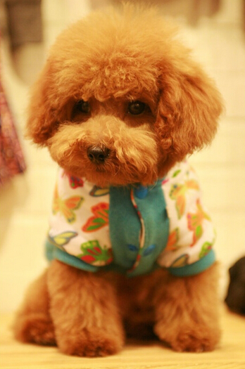 贵宾不吃狗粮怎么办 挑食毛病如何纠正