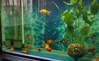 鱼缸养鱼密度 首先要看你是否配有氧气泵