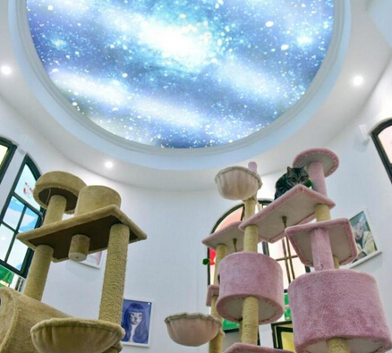 宠物酒店春节寄养150元一天供不应求