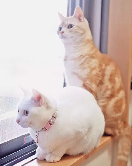 喵星球上的一对兄妹要萌爆走啦！！！