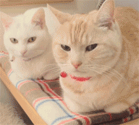 喵星球上的一对兄妹要萌爆走啦！！！