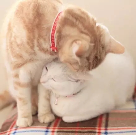 喵星球上的一对兄妹要萌爆走啦！！！