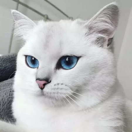 一只淡蓝色眼睛的猫咪