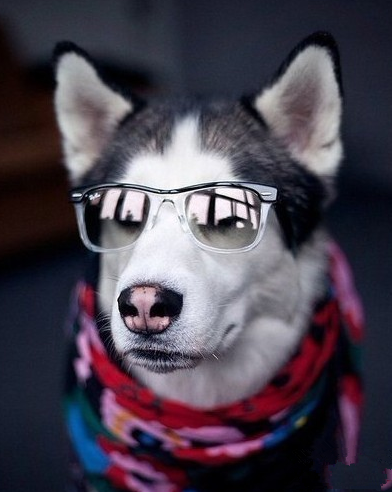 汪星人中的男人帮