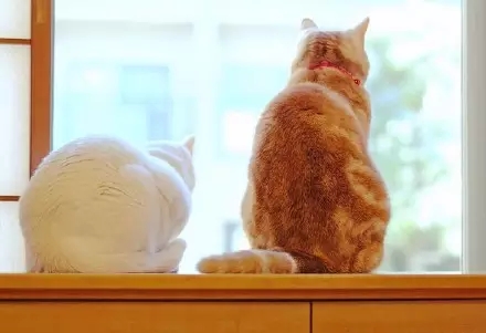 喵星球上的一对兄妹要萌爆走啦！！！