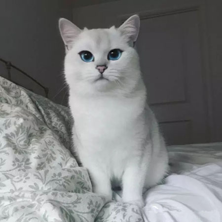 一只淡蓝色眼睛的猫咪