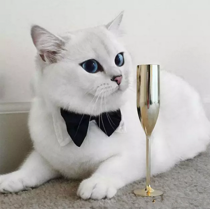 打个小领结，瞬间变得高贵优雅！