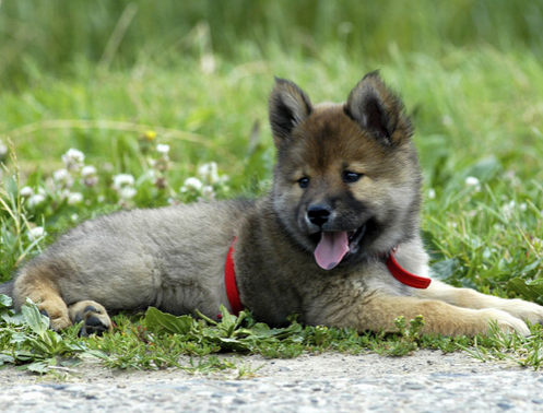 狗抽搐怎么治疗 狗狗抽搐的3个主要原因