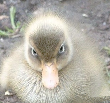 居然被鸭子鄙视了