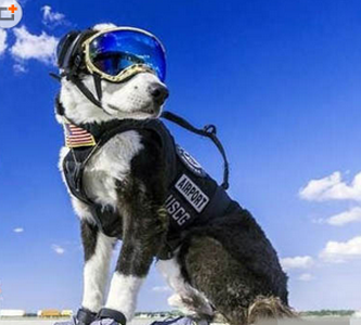 机场的帅气巡逻犬