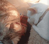 喵星球上的一对兄妹要萌爆走啦！！！