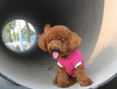 狗抽搐是怎么回事 不要让狗受到刺激惊吓