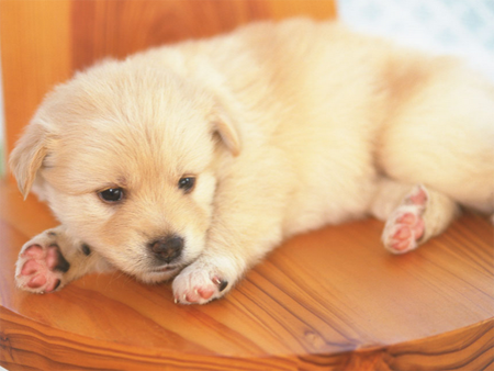 狗睡觉抽搐是怎么回事 身体钙质等营养缺乏