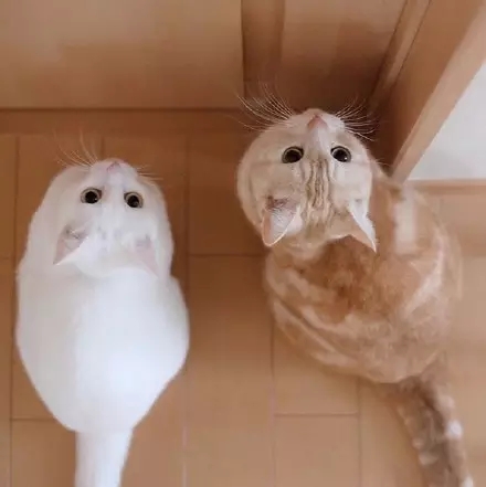 喵星球上的一对兄妹要萌爆走啦！！！