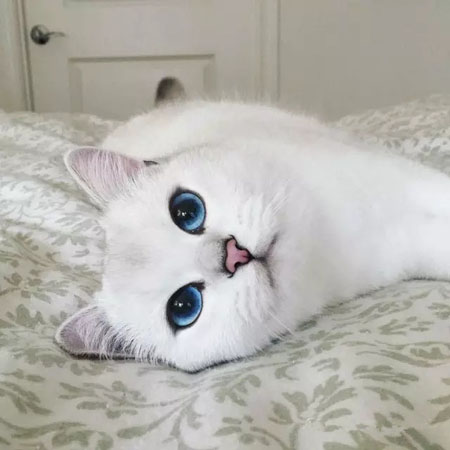 一只淡蓝色眼睛的猫咪