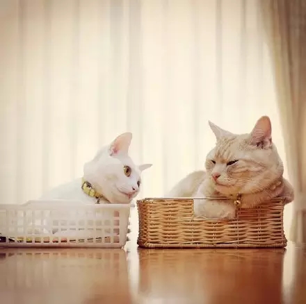 喵星球上的一对兄妹要萌爆走啦！！！