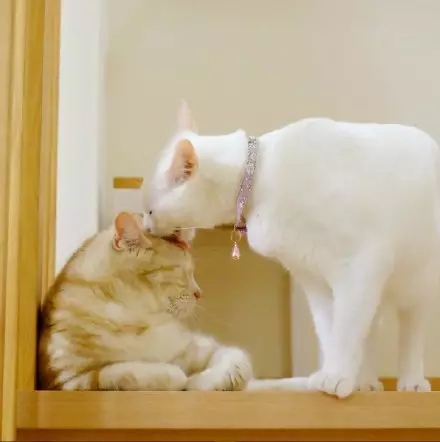 喵星球上的一对兄妹要萌爆走啦！！！