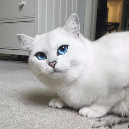 一只淡蓝色眼睛的猫咪