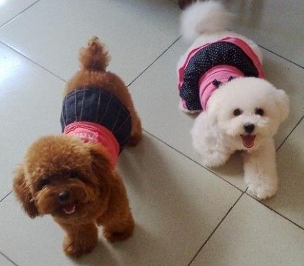 狗吐白沫抽搐怎么办 狗呕吐的情况多种多样