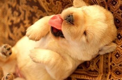 别吵，让我小鼾一会 