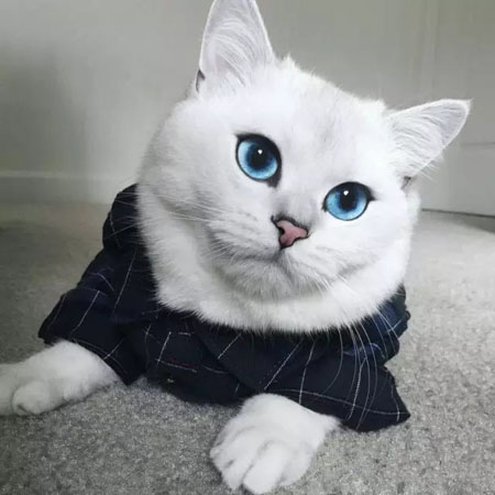 一只淡蓝色眼睛的猫咪