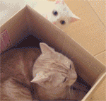 喵星球上的一对兄妹要萌爆走啦！！！