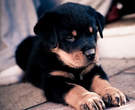 狗抽搐是怎么了 要注意保持环境稳定