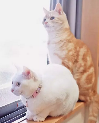 要被它们萌暴走了