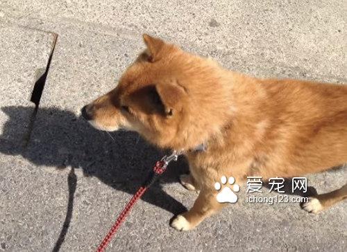 想带狗狗去打针 但它嗅出“危险的味道”拒绝前进