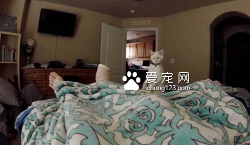 超可爱喵星人寸步不离 照顾腿打石膏的主人