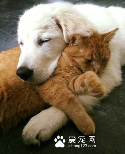 猫咪终于被“磨人的小妖精”给征服了！