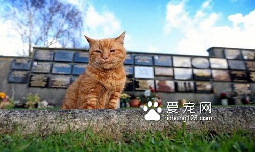 英国墓园猫高龄二十岁辞世　民众为它造墓留言缅怀