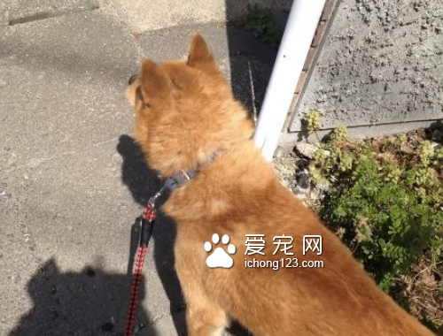 想带狗狗去打针 但它嗅出“危险的味道”拒绝前进